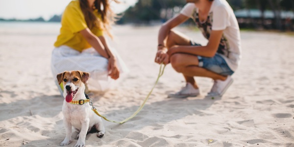 Water Safety for Dogs: Tips to Keep Your Pup Safe Around Water