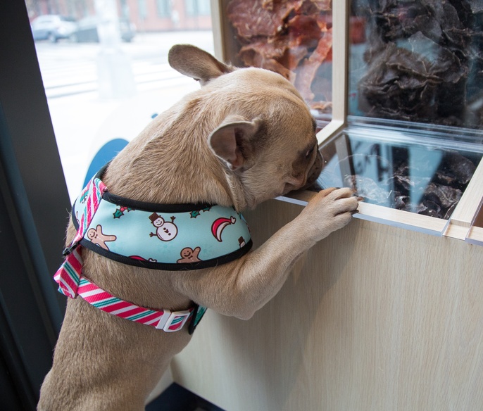 Vet with pet in lobby
