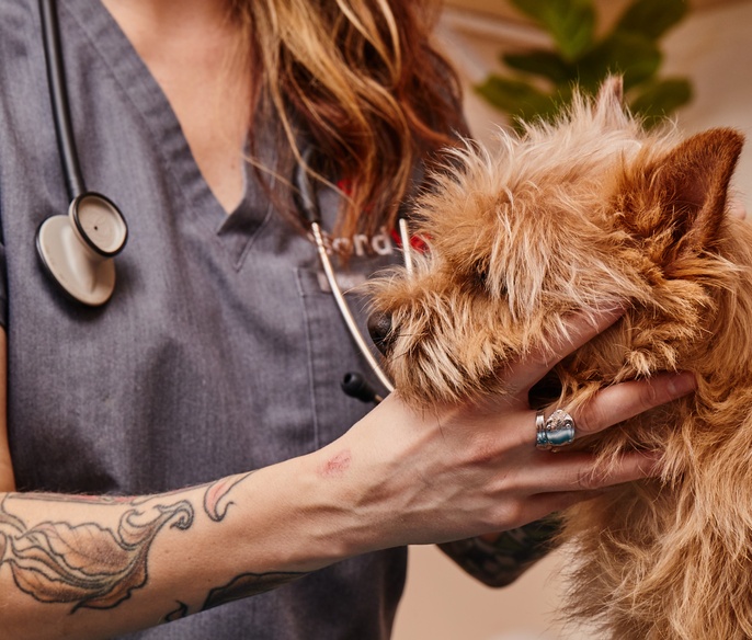 Vet using stethoscope with pet
