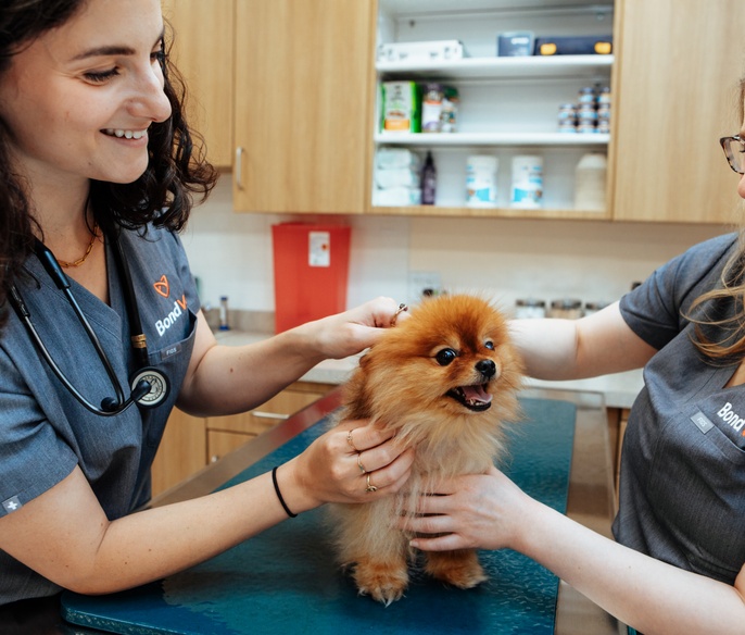 Vet with pet in exam room