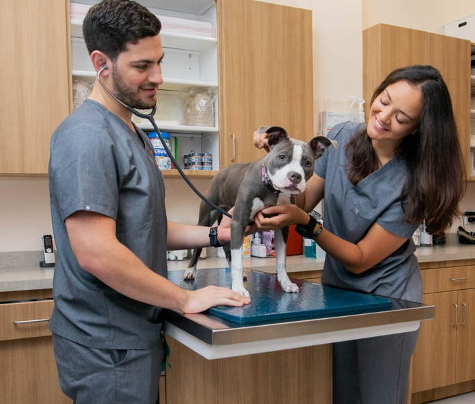 Vet with pet in exam room