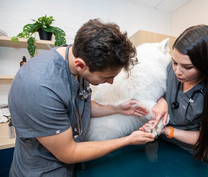 Vets with pet in exam room