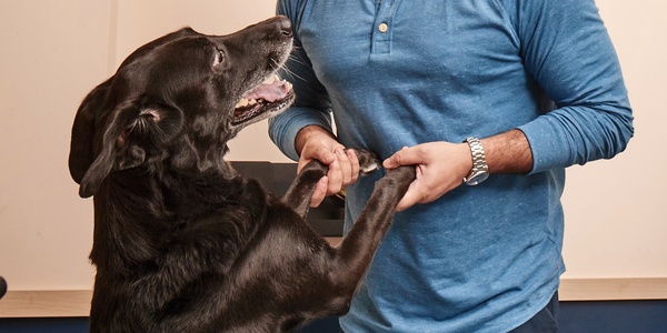 Senior Dog Care: How to Care for Your Aging Dog