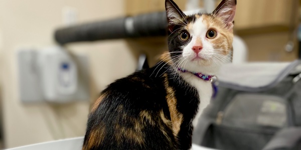 Your Cat’s Weight: A Hands On Guide for Pet Parents