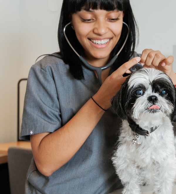 Shih tzu at Bond Vet