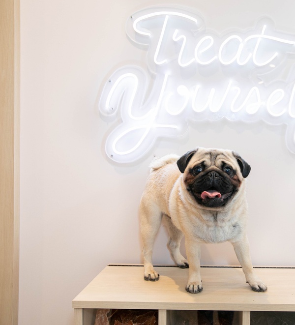 travel internationally with dog