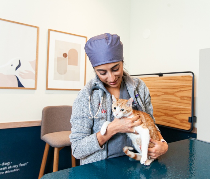 Vet with pet in exam room