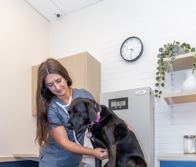 Vet and pet in an exam room in Bond Vet - Seaport