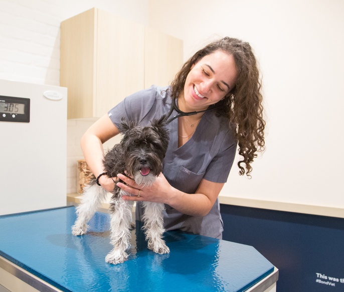 Vet with pet in exam room
