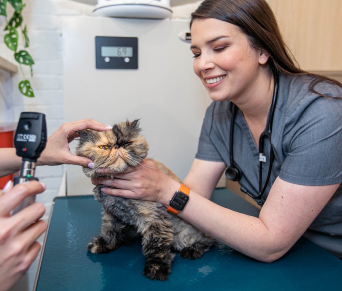 Vet with pet in exam room
