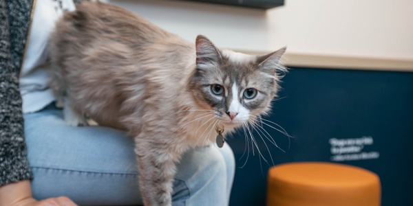 8 Ways to Reduce Cat Shedding