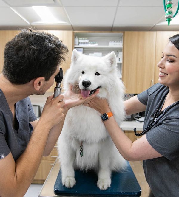 Conjunctivitis in Dogs: Symptoms, Treatment, and More