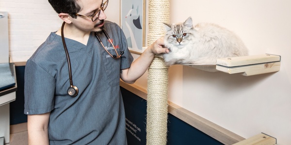 Nasal Discharge in Cats: Why Does My Cat Have a Runny Nose?