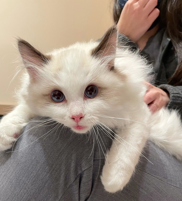 Cat being treated at Bond Vet for throwing up blood