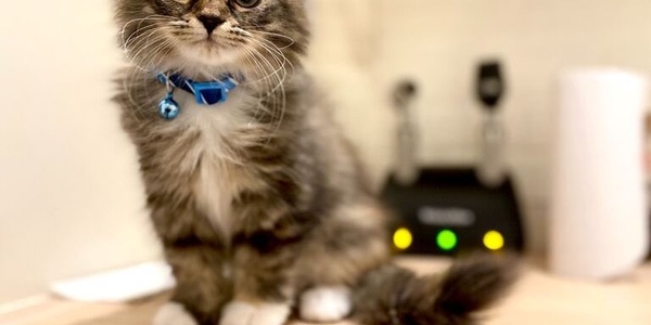 Kitten Growth & Development: First Year Milestones