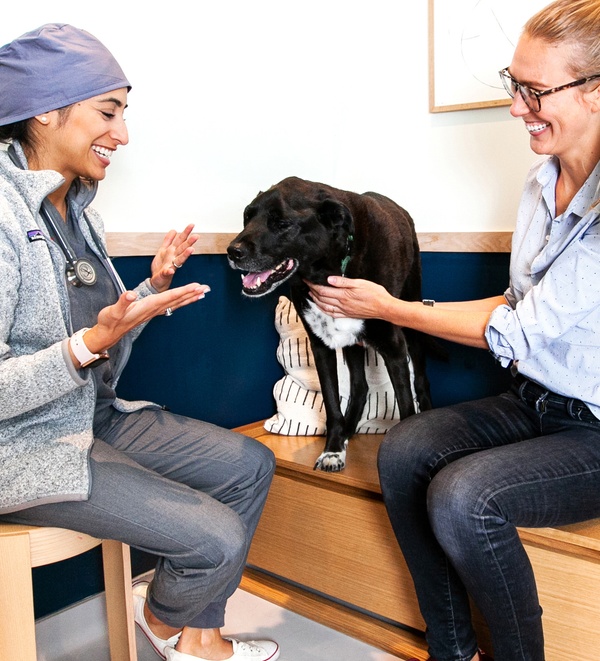 Dog, pet parent, and veterinarian at Bond Vet veterinary clinic