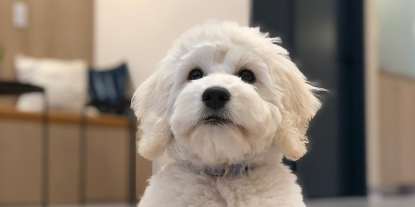 Introducing Your Pet to a New Baby: A Guide for Pet (& Human!) Parents