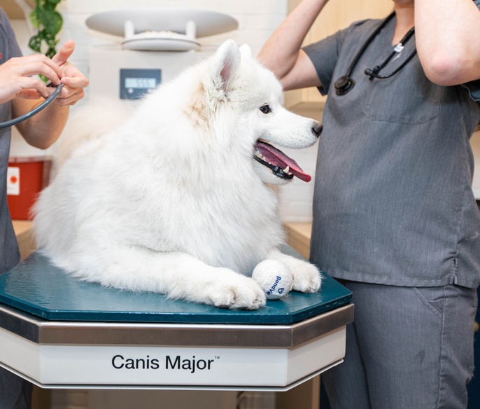 Big white dog being weighed and having vitals taken by two veterinarians at Bond Vet - Lakeview