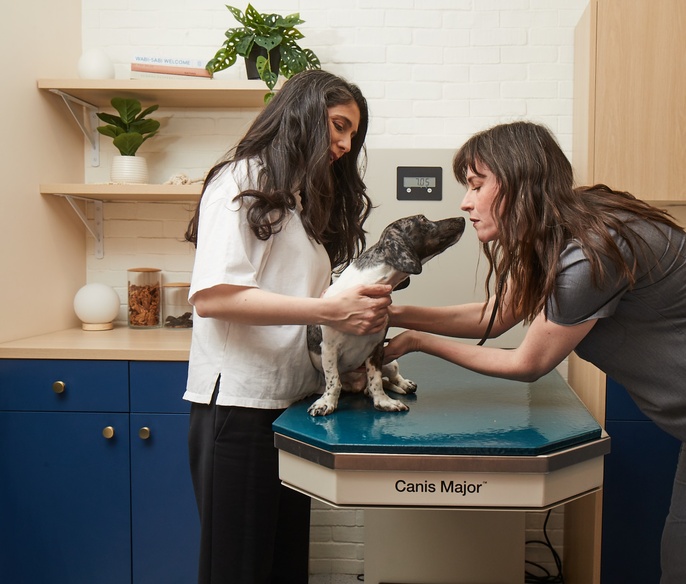 Bond Vet Bed-Stuy Exam Room