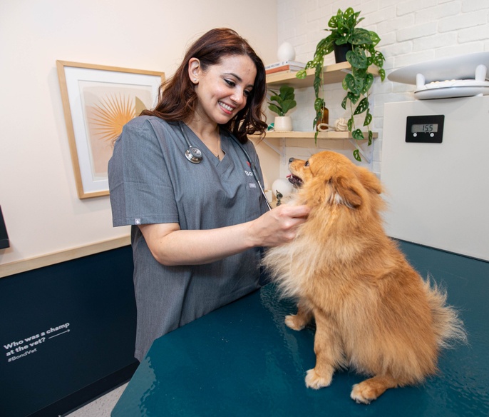 Vet with pet in examination room