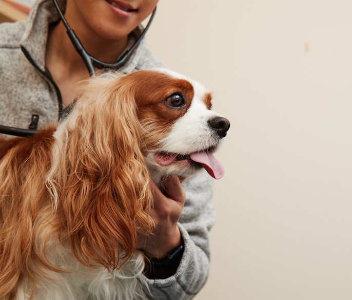 Veterinarian examining a pet