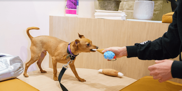 The Best Teething Toys and Chews for Puppies