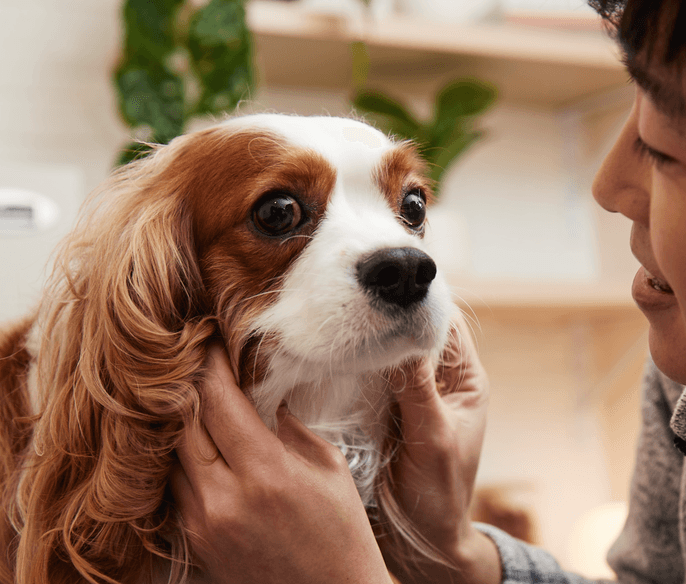 Pet with pet parent in examination room