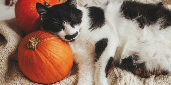 Pumpkin Power: Why Pets Love This Fall Favorite