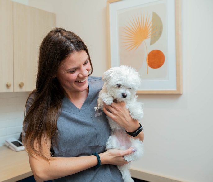 A veterinarian holding a white puppy at Bond Vet - Alexandria